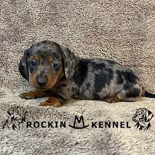 dachshund puppies rockin m kennel