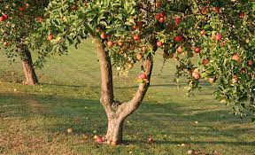 how to grow apples the