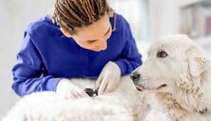 dog owner s guide to canine skin cancer