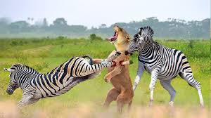 Horrible ! Angry Zebra Kicked The Lion's Jaw Broken. Unequal Battles Between Zebras And Predators | jaw | Horrible ! Angry Zebra Kicked The Lion's Jaw Broken. Unequal Battles Between Zebras And