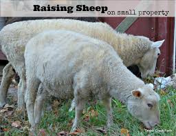 Sheep Care On Small Farms And