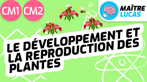 Développement et reproduction des plantes CM1 CM2 - Maître Lucas