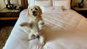 top 5 pet friendly hotel chains across us