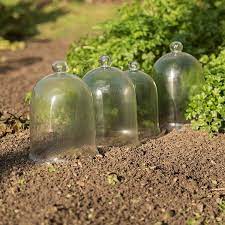 Buy Classic Bell Cloche Delivery By Crocus