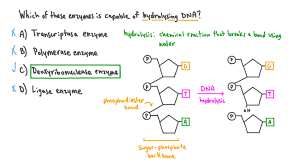 diffe dna enzymes