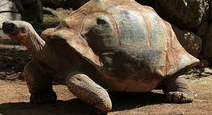 How Big Do Sulcata Tortoises Get Turtle Owner