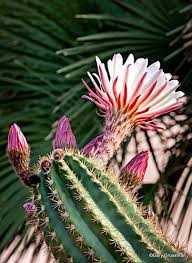 Spring time is the time for hunting saguaro blooms. Arizona Spring Desert Flowers Cacti And Succulents Blooming Cactus