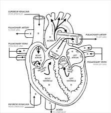 Printable Heart Diagram Under Fontanacountryinn Com