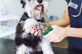 how to safely trim your dog s nails