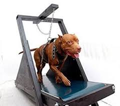 the diffe types of dog treadmills