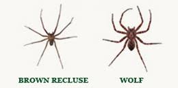 33 Exhaustive Brown Spider Identification Chart