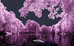 hd wallpaper landscape pink swan