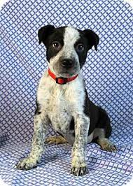 Though many people suggest adopting blue heelers as adults, especially if they've already been brought up with great traits. Louie Adopted Dog Westminster Co Blue Heeler German Shorthaired Pointer Mix Heeler Blue Heeler Heeler Mix