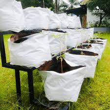 Vegetables Can You Grow In Grow Bags