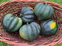 Winter squash is nutritious and tasty, preferred by growers all over the world. How To Grow Acorn Squash In Containers Okra In My Garden