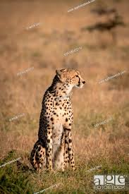 cheetah sitting in dry gr facing