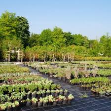 nurseries gardening near yattendon