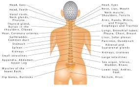 This Diagram Shows Which Part Of Your Spine Is Causing