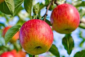 Cultivate ideas and grow your knowledge. Preventing Apple Tree Pests Hgtv
