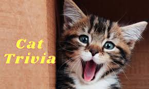 This is important to understand when bringing a new kitty into your home, as cats are notorious for operating. Cat Trivia Kahoot Game Questions For Cat Lovers Small Online Class For Ages 8 10 Outschool