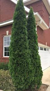 Green giant has a symmetrical, conical shape. Emerald Green Arborvitae In 2 5 Inch Containers 6 14 Inches Tall