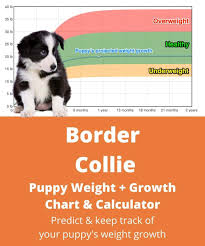 border collie weight growth chart 2023