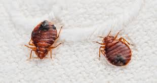 Bedbugs Are Attracted To Dirty Clothes