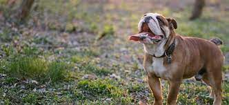 english bulldog adoption english