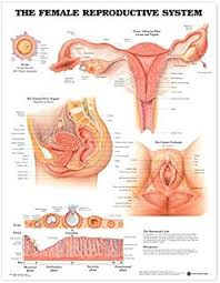 Amazon Com Prenatal Development Anatomical Chart