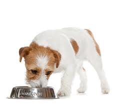 Does Jack Russell Terrier Eat Eggs Jrdogs