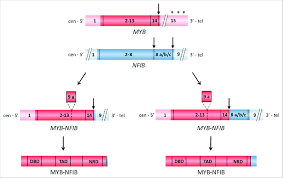 nfib genes and of two myb nfib