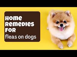 home remes for fleas on dogs