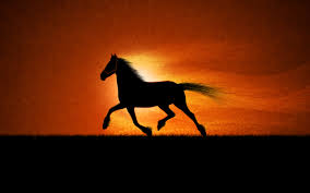 free running horse wallpapers