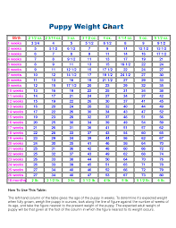 Lab Weight Chart Goldenacresdogs Com
