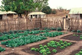 irrigated vegetable garden grown on a
