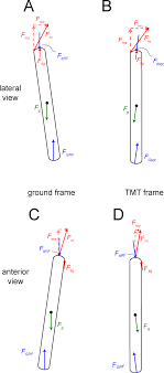 Muscle diagrams of major muscles exercised in weight male muscular system full anatomical body diagram with muscle. Free Body Diagrams For Forces And Their Components Acting Upon The Download Scientific Diagram