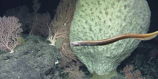 amazing c sponge diversity found