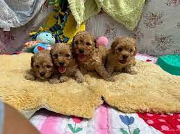 gumtree toy cavoodle hot