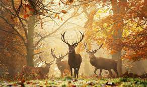 The autumn is the most beautiful time of the year | Nature | News | Express.co.uk