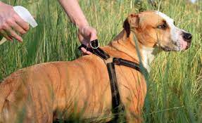5 best mosquito repellants for dogs