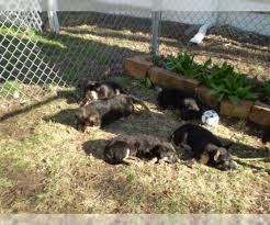 We rarely have solid black german shepherd puppies. View Ad German Shepherd Dog Litter Of Puppies For Sale Near Kansas Wichita Usa Adn 124758