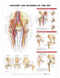 Knee And Hip Anatomy Anatomy And Injuries Of The Hip