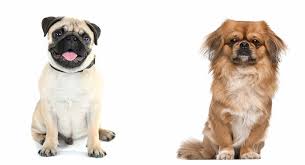 Clean these areas often, and dry thoroughly after cleaning to avoid fungus or other infections. Pekingese Pug Mix Is This Cross Breed Right For Your Family
