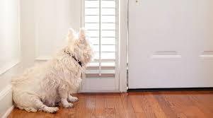 How To Stop A Dog Scratching A Door