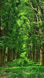 beautiful green forest hd wallpapers