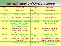 Critical Care Of Spinal Cord Injury Dr Ppt Video Online