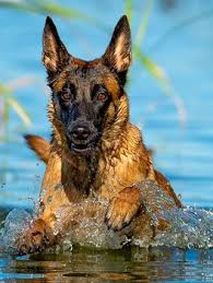 belgian malinois dog breed information