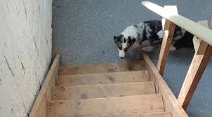 Border Collie Pup Can T Figure Out The