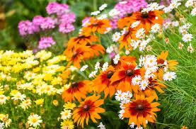 gardening with perennial flowers