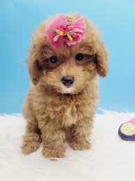 teacup poodle puppies in new york